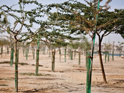Plant cover restoration in Wadi Hanifah