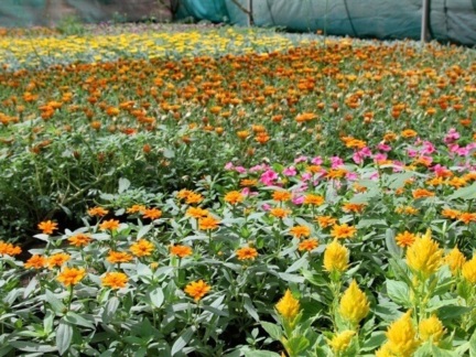 ‎The Arboretum ‎