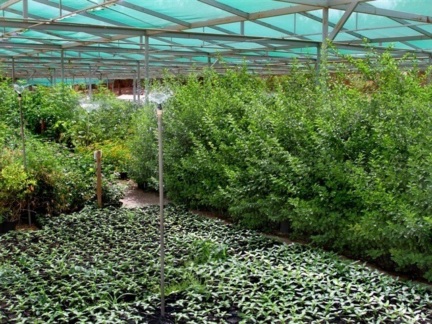 ‎The Arboretum ‎