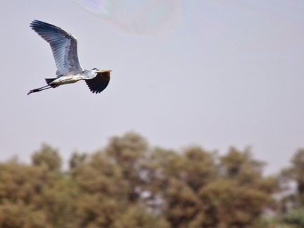 Wild life restoration in Wadi Hanifah
