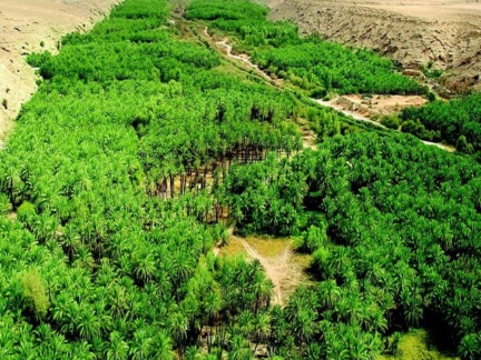 A palm orchard in Wadi Hanifah